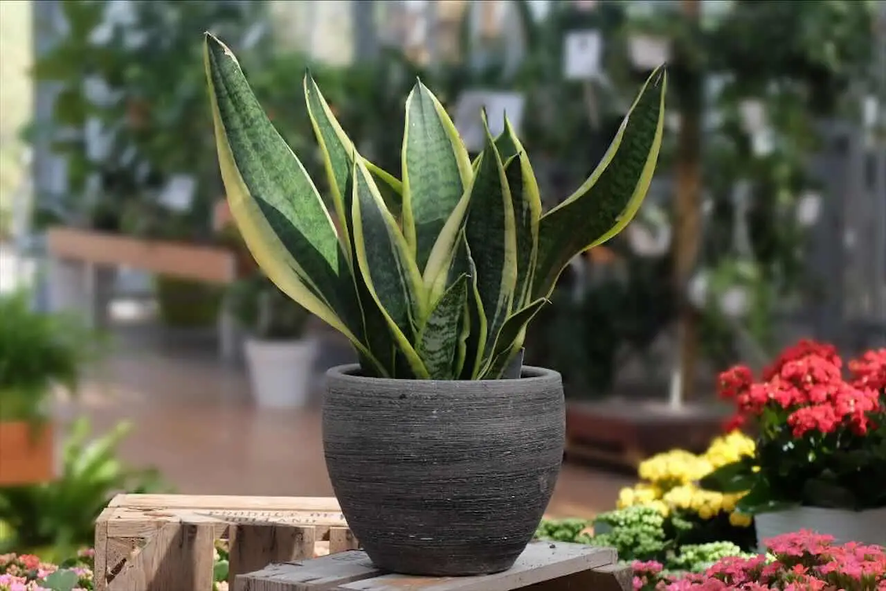 Piante che non hanno bisogno di acqua: ecco le migliori